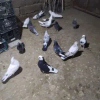 کفتر زمانتی