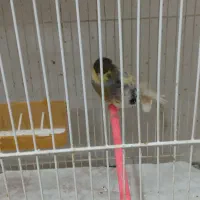 قناری نر مست خون و ماده آماده|پرنده|مشهد, رده|دیوار