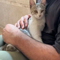واگذاری گربه ماده دی اس اچ