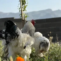 تخم نطفهدار لایت برهما اصیل مرغ جوجه خروس|حیوانات مزرعه|تهران, حافظیه|دیوار