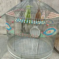 جوجه سهره خاکی