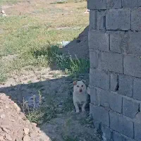 سگ پاکوتاه نر 8 ماهه