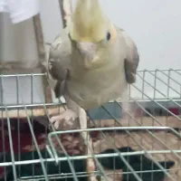 عروس هلندی ماده