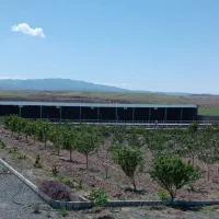 گاوداری صنعتی پرواری