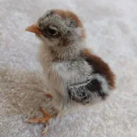 جوجه