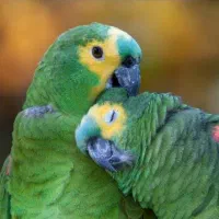 طوطی، راهب ،کاکادو، لوری، آمازون|پرنده|تهران, دردشت|دیوار