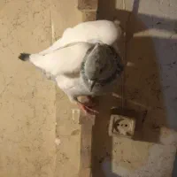 سینه سبز ماده عروسک دوکت برف