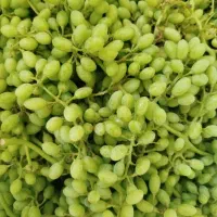 غوره آبگیری
