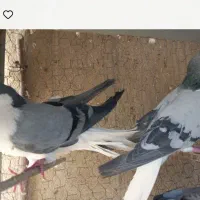 تعدادی دمگیر بدرنگ یلایی زاتی