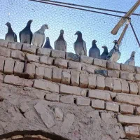 کفتر خاش|پرنده|میرجاوه, |دیوار