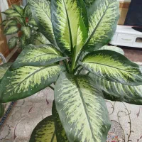 گل دیفن باخیا