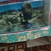 آکواریوم|ماهی|بندرعباس, |دیوار