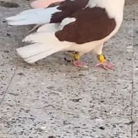 کبوتر پشت دار|پرنده|تاکستان, |دیوار