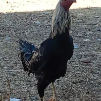 خروس لاری صابونی