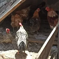 مرغ و خروس