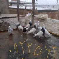 حیوانات خانگی|پرنده|زیویه, |دیوار