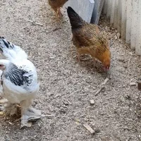 مرغ|حیوانات مزرعه|کرج, عظیمیه|دیوار