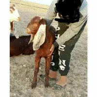 بز و معامله ماشین با گوسفند ماشین