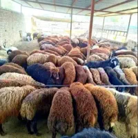 نصف گوشت گوسفند چاق و گوشتی زنده مناسب مصرف خانگی*