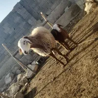 میش هتروو|حیوانات مزرعه|شیروان (خراسان), |دیوار