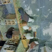 کفتر|پرنده|مشهد, امیرآباد|دیوار