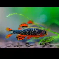 اکواریوم و ماهی های زینتی