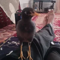 مینا بالق شده چند کمله هم صحبت میکنه