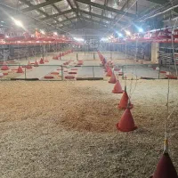 کارگر مرغداری