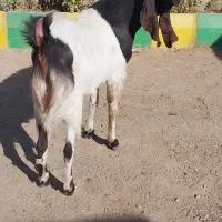 ماشالله به این زیبایی بزغاله پاکستانی اصل