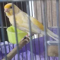 قناری|پرنده|اصفهان, الهیه|دیوار