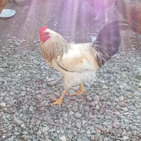 خروس