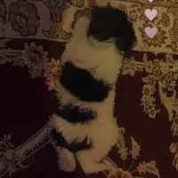 سگ شیتزو تریر