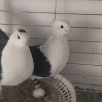 پشت سیاه زرد