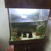 2عدد آکواریوم شرکتی شیشه خم وکمدی