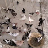 کبوتر سینه ساده .رنگی آلمانی کلاغ دم سفید ابلغ|پرنده|چناران, |دیوار