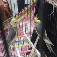 یک جفت عروس هلندی عتیقه