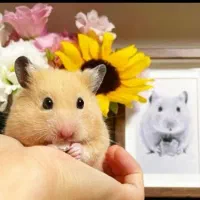 فروش انواع همستر واکسینه شده در مجموعه آروانا