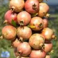 فروش نهال انارشیرین دوساله