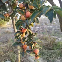 خرمالو|خدمات باغبانی و درختکاری|گنبد کاووس, |دیوار