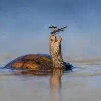 تور و چارتر