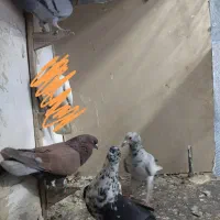 کفتر بوم|پرنده|مشهد, کوشش|دیوار