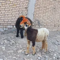 بره