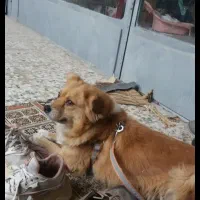 سگ روباهی معاوضه یا فروش|سگ|قهدریجان, |دیوار