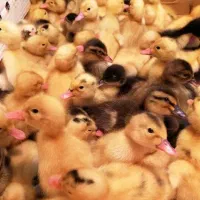 اردک ۴۵تومن