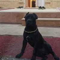 توله کنکورسو اصیل