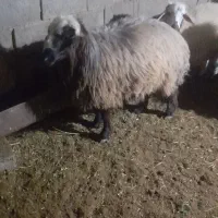 بره قوچ|حیوانات مزرعه|شیدا, |دیوار