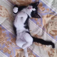 واگذاری بچه گربه