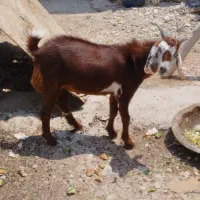 بز ابستن و پازن