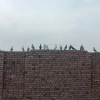 کفتر|پرنده|بیرجند, |دیوار