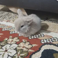 بچه خرگوش مینی لوپ|موش و خرگوش|مشهد, شهید آوینی|دیوار